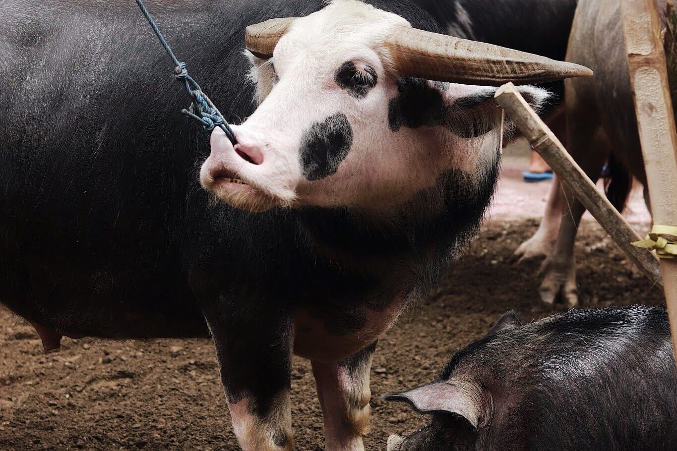 The Significance of Buffallo in Toraja Culture